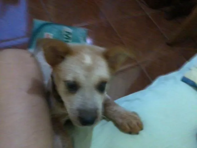 Cachorro ra a RED HEELLER idade 2 a 6 meses nome TEKILA GRATIFICA