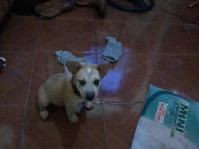 Cachorro ra a RED HEELLER idade 2 a 6 meses nome TEKILA GRATIFICA