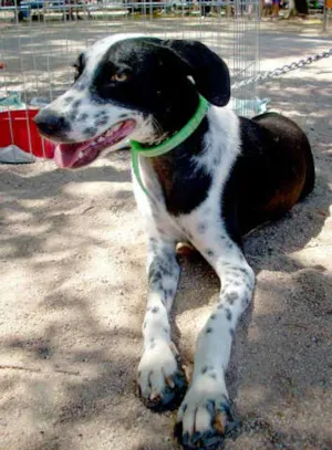 Cachorro raça SRD idade 1 ano nome MEL