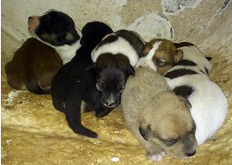 Cachorro ra a SRD idade Abaixo de 2 meses nome Vários