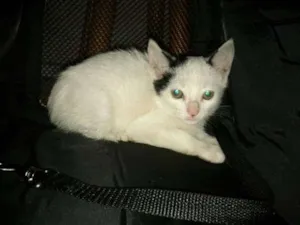 Gato raça SRD idade 2 a 6 meses nome Sem nome