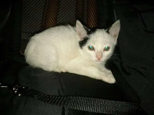 Gato ra a SRD idade 2 a 6 meses nome Sem nome