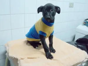 Cachorro raça SRD idade 2 a 6 meses nome Sirius