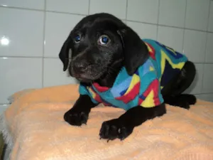 Cachorro raça SRD idade 2 a 6 meses nome Abraham