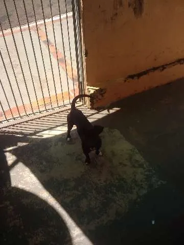 Cachorro ra a não sei idade 7 a 11 meses nome boneca