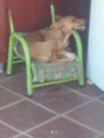 bruna