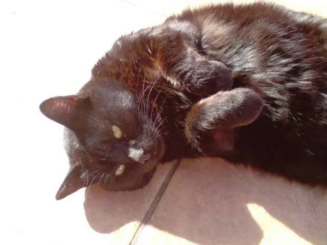Gato ra a Não definida idade 3 anos nome Bear