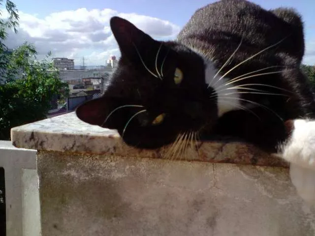 Gato ra a não definida idade 1 ano nome Bitoca