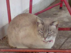 Gato raça não definida idade 1 ano nome Calango