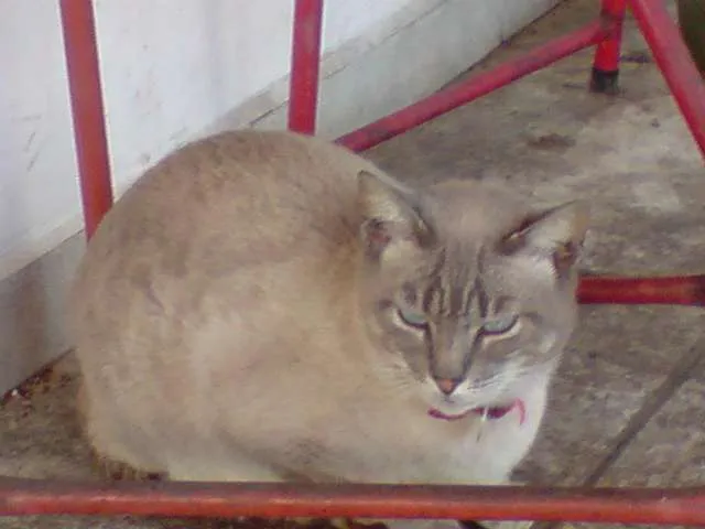Gato ra a não definida idade 1 ano nome Calango