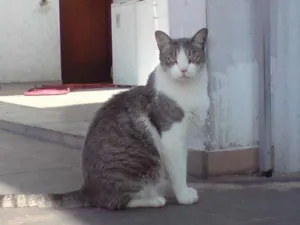 Gato raça não definida idade 1 ano nome Cinzinha