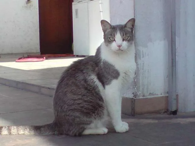 Gato ra a não definida idade 1 ano nome Cinzinha