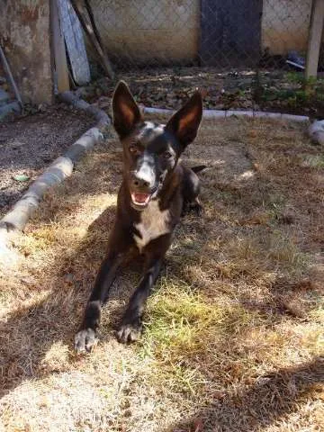 Cachorro ra a vira lata idade 2 anos nome Dilma