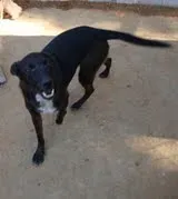 Cachorro ra a vira lata idade 2 anos nome Dilma