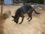 Cachorro ra a vira lata idade 2 anos nome Dilma
