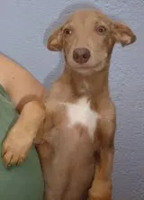 Cachorro ra a vira lata idade 7 a 11 meses nome s/nome