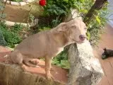 Cachorro ra a vira lata idade 7 a 11 meses nome s/nome