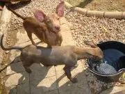 Cachorro ra a vira lata idade 7 a 11 meses nome s/nome