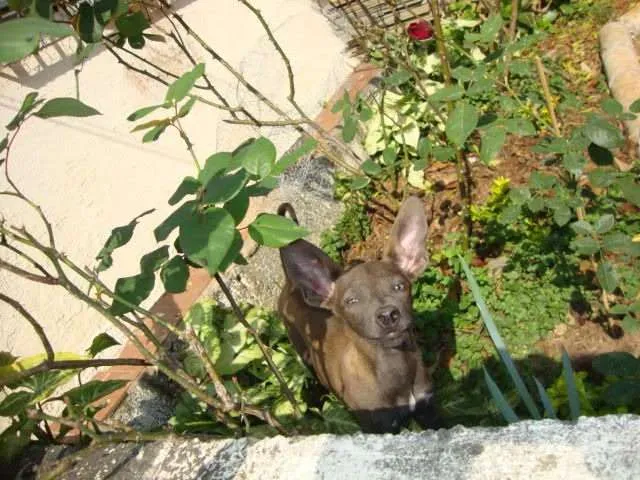 Cachorro ra a vira lata idade 7 a 11 meses nome s/nome