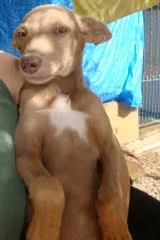 Cachorro raça vira lata idade 7 a 11 meses nome s/nome