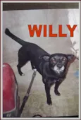 WILLY