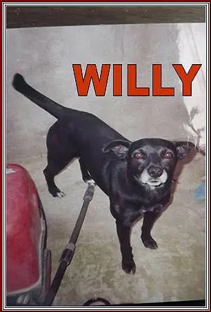 Cachorro ra a SRD idade  nome WILLY