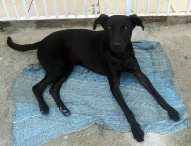 Cachorro ra a SRD idade  nome Pretinha