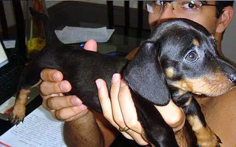 Cachorro ra a Dachshund idade 1 ano nome VINA