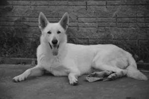 Cachorro raça Pastor suiço (=alemão) idade 3 anos nome Apollo GRATIFICA