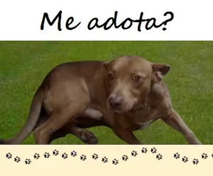 Cachorro raça SRD idade 3 anos nome Panco