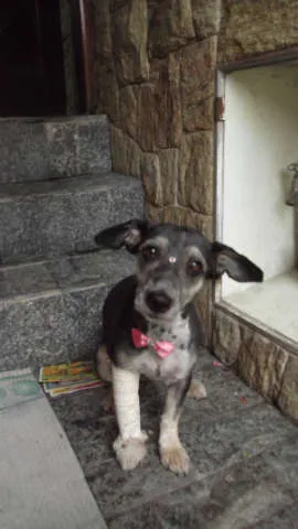 Cachorro raça vira lata idade 1 ano nome Puppy