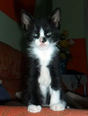Gato ra a SRD idade Abaixo de 2 meses nome Lindas 