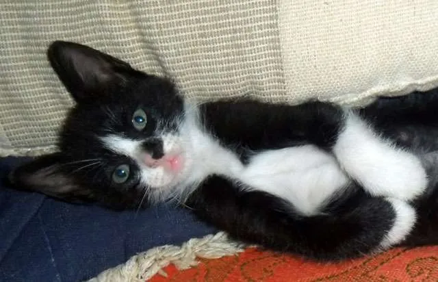 Gato ra a SRD idade Abaixo de 2 meses nome Lindas 