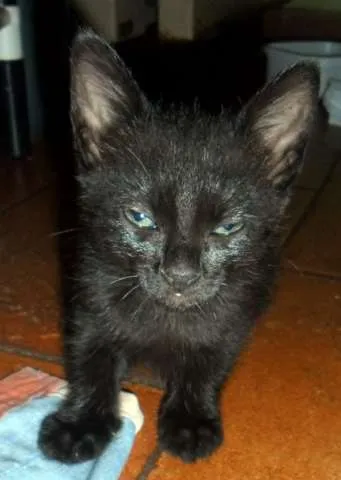 Gato ra a SRD idade Abaixo de 2 meses nome Lindas 