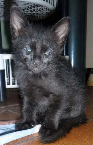 Gato ra a SRD idade Abaixo de 2 meses nome Lindas 