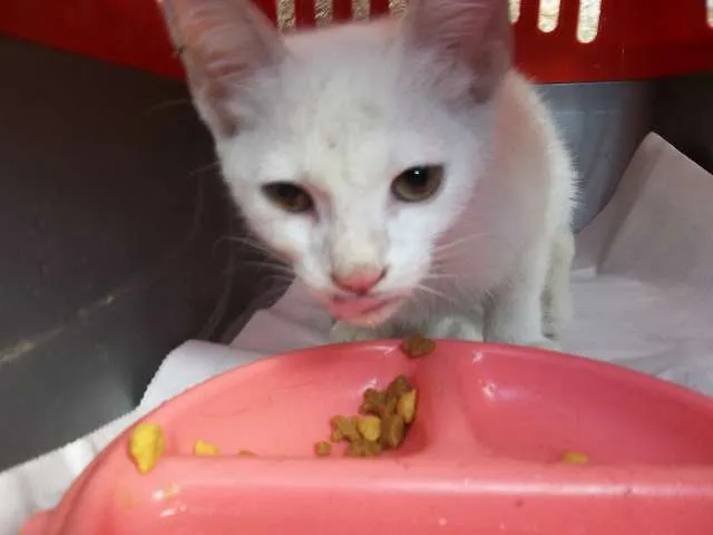Gato ra a SRD idade 2 a 6 meses nome Floquinho