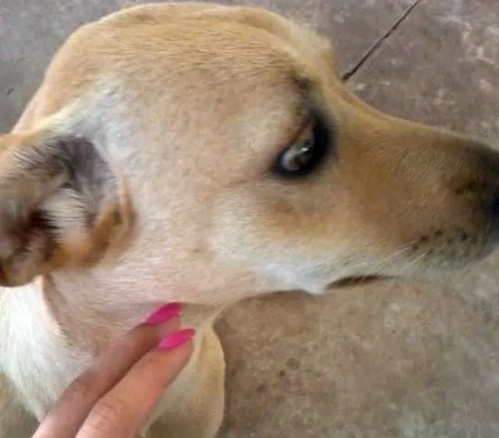 Cachorro ra a SRD idade  nome ENCONTRADA