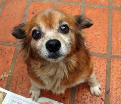 Cachorro ra a SDR idade  nome Boneca