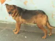 Filó