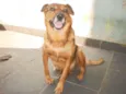 Filó