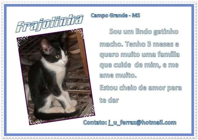 Gato ra a SRD idade 2 a 6 meses nome Flea