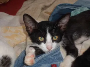 Gato raça SRD idade 2 a 6 meses nome Flea