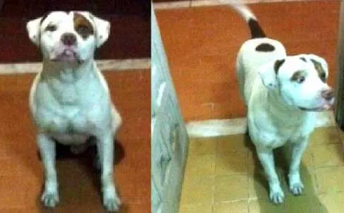 Cachorro raça Pit-Bull idade 2 a 6 meses nome Barack