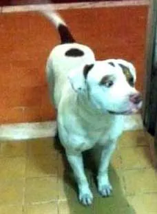 Cachorro raça Pit-Bull idade 2 a 6 meses nome Barack