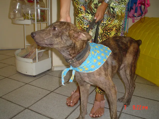 Cachorro ra a SRD idade 2 anos nome Tigrão