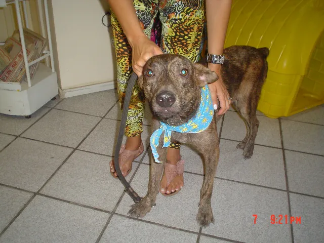 Cachorro ra a SRD idade 2 anos nome Tigrão