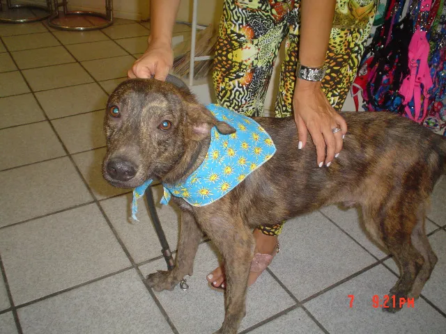 Cachorro ra a SRD idade 2 anos nome Tigrão