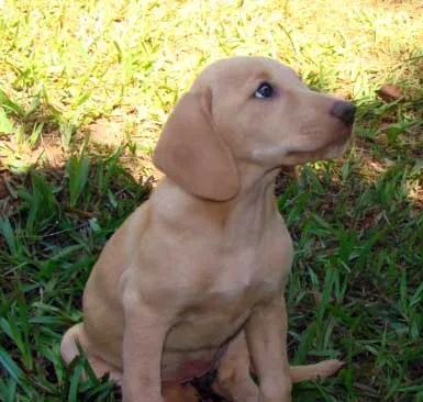 Cachorro ra a SRD idade 2 a 6 meses nome FOFINHOS