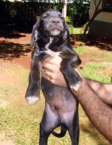 Cachorro ra a SRD idade 2 a 6 meses nome FOFINHOS