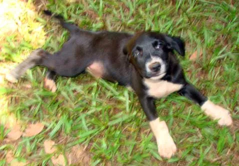 Cachorro ra a SRD idade 2 a 6 meses nome FOFINHOS